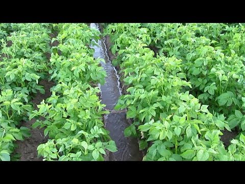 Video: Арык картошка котлеттери кантип жасалат