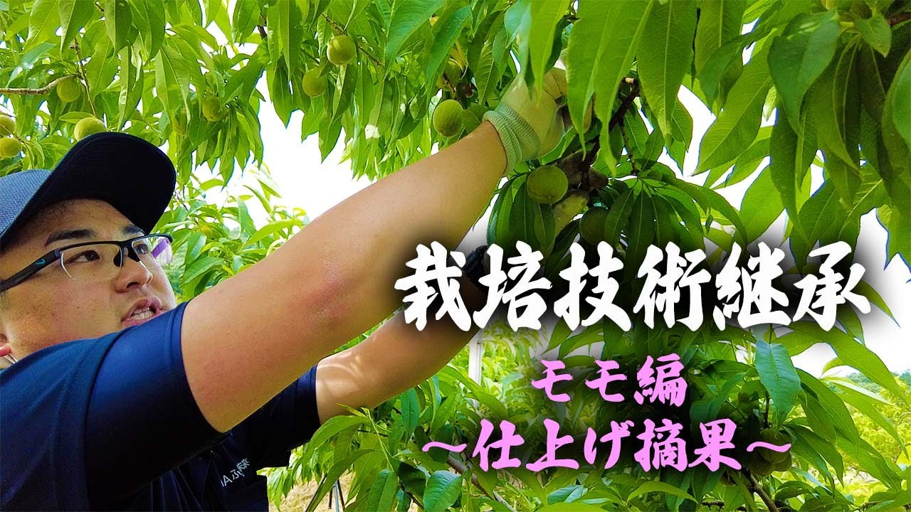 【農作業】スーパー指導員による栽培技術動画「モモ編～仕上げ摘果」