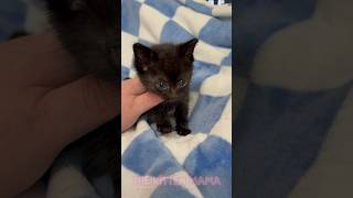 You Just Found a Kitten, Now What? #kitten #kittens #rescue #foster #adoptdontshop #kittenrescue