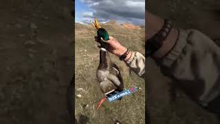 Ördek Avı Videoları Ve Tüm Avları Kım Da Bulabilirsiniz. Şanavı