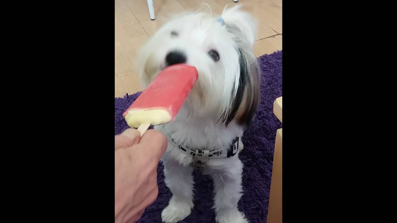 Cute dog eats ice lolly! YouTube
