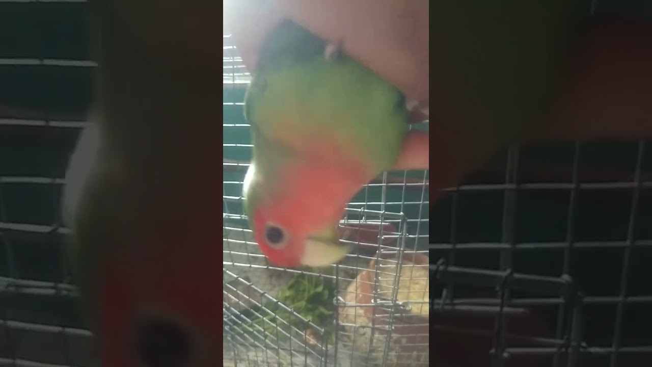 love bird movement you will be happy.