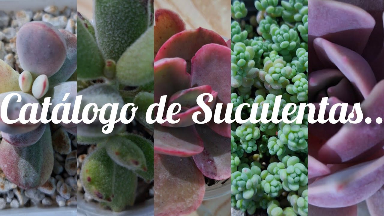 Catalogo de Suculenta$.. 