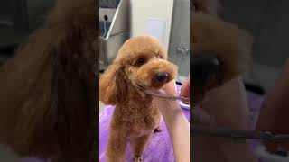 How to groom Teddy bear face on a Poodle