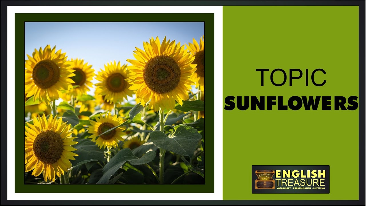 Sunflowers English Treasure Vocabulary, Listening, Pronunciation