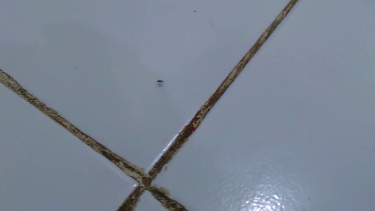 Vape cloud nic.6 VS serangga kecil