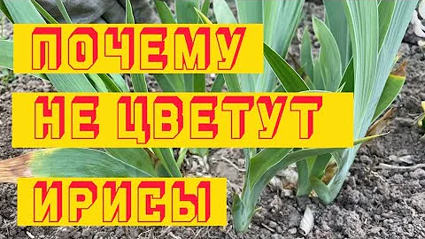 6 ГЛАВНЫХ ПРИЧИН ПОЧЕМУ НЕ ЦВЕТУТ ИРИСЫ