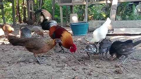 #redjunglefowl  #junglefowl #ไก่ลูกผสม  #ไก่ต่อ #qaib #qaibdib #qaibqus #ไก่ป่า #ไก่สวยงาม #chicken 