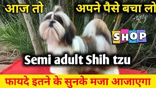 SEMI ADULT SHIH TZU | TRI COLOR SHIH TZU FOR SALE | Shih tzu ...