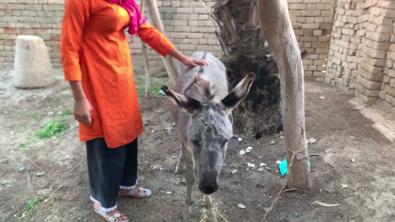“This Donkey Will Make You Laugh Non-Stop 😂 | Funniest Donkey Video Ever | Viral Animal Comedy2026”