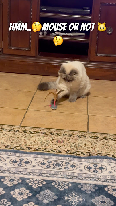 Looks like a mouse… but I’m confused 🤔🐾#siberian #cat #trending #viralvideo #cute