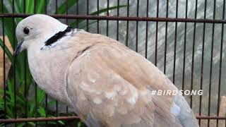 Download Lagu Ring necked Dove Call | Bird Sounds MP3