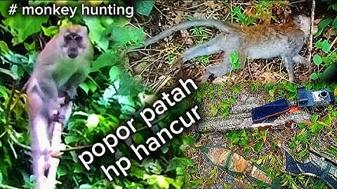 Jangan coba - coba Berburu kera‼️monkey hunting‼️pengendalian hama