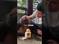 wait for cute monkey 🐵 reaction ❤️‍🩹#shorts