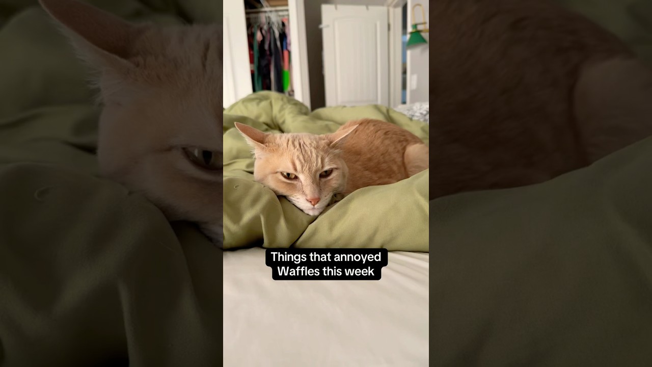 The Spare was REALLY pushing his luck this week 