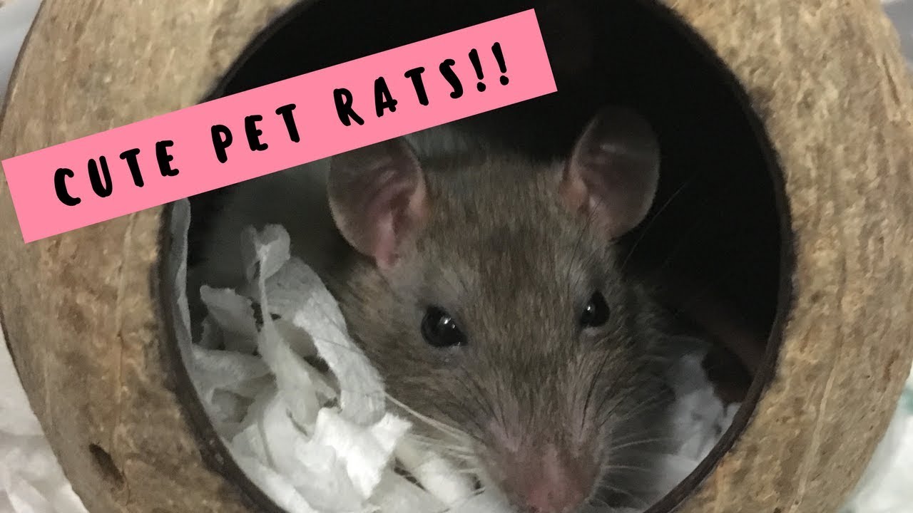 Cute pet rats | Poppet, Cinder & Shady