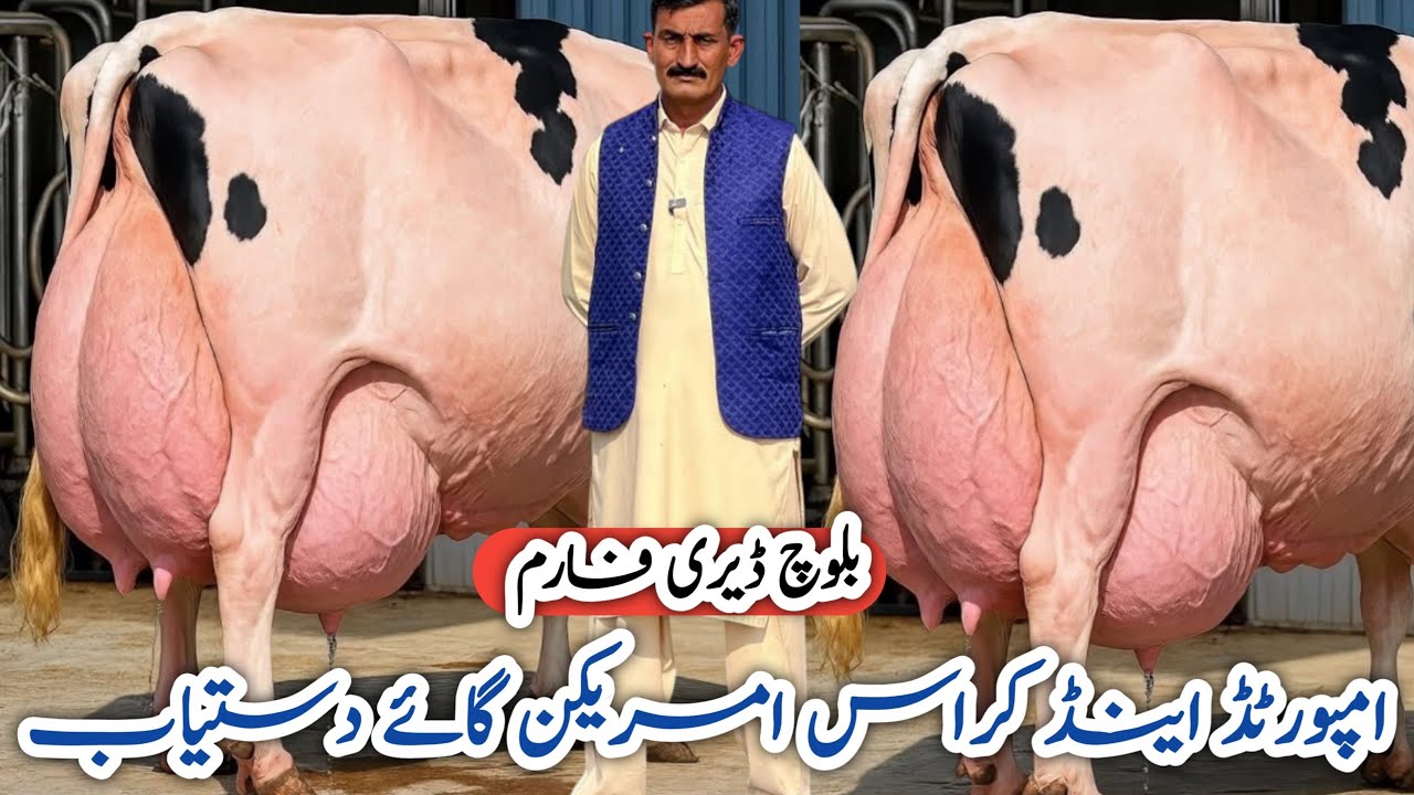 Baloch Dairy Farm | imported cows for sale | Cross cows Farm 
