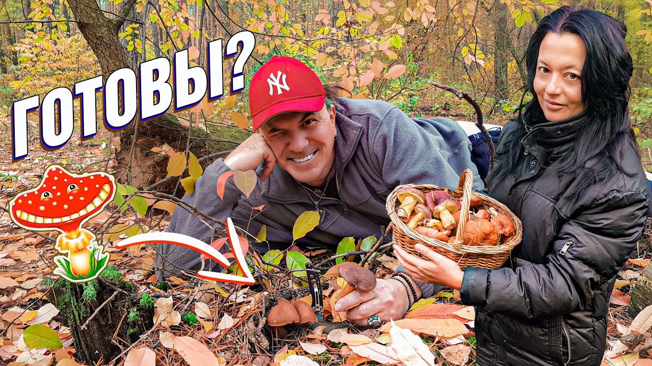 ВОТ ЭТО МЕСТО! Косим ПОЛЬСКИЕ ГРИБЫ полными корзинами. Наша VOLVO-740 ...