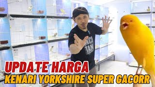 UPDATE TERKINI HARGA KENARI YORKSHIRE SUPER GACOR..!!! Simak masing masing ya...