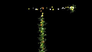 Particle test After Effect