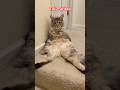 The best cat in the world #cat