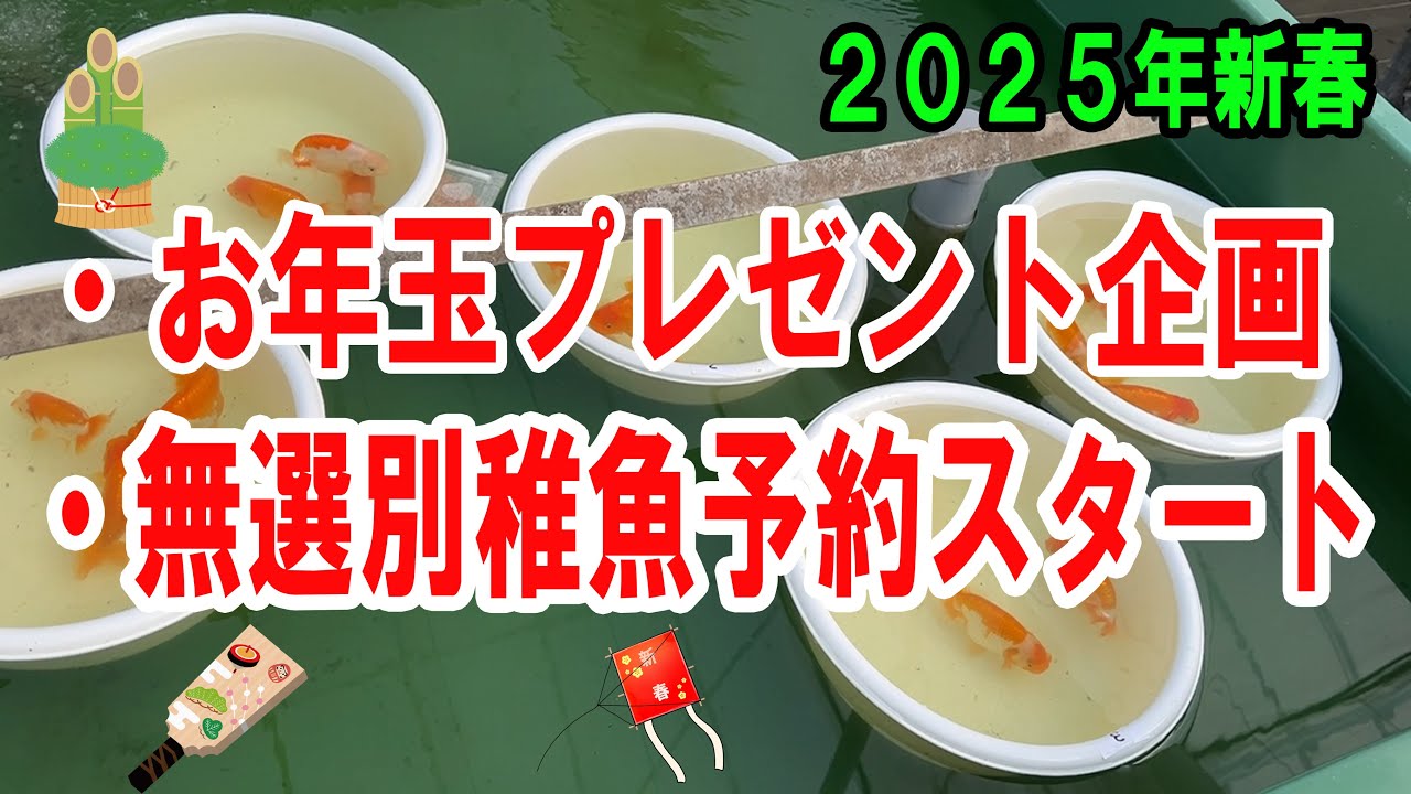 らんちゅう（#金魚）ブリーダーの飼育記録No.285：新春プレゼント企画