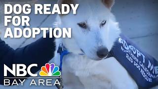 Rescued dog who recovered from overly-tight harness ready to be adopted