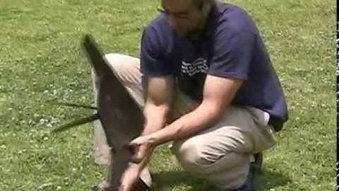 F117 Stealth MUSIC VIDEO!!!