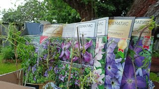 видео: 🌷🌻🌞Садовые заметки.Мои новички клематисы,покупки от фирмы Поиск.#клематисы#княжики#посадки#сад#цветы картинка: 🌷🌻🌞Садовые заметки.Мои новички клематисы,покупки от фирмы Поиск.#клематисы#княжики#посадки#сад#цветы