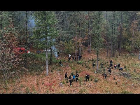 100 drzewek na 100-lecie odzyskania niepodległości