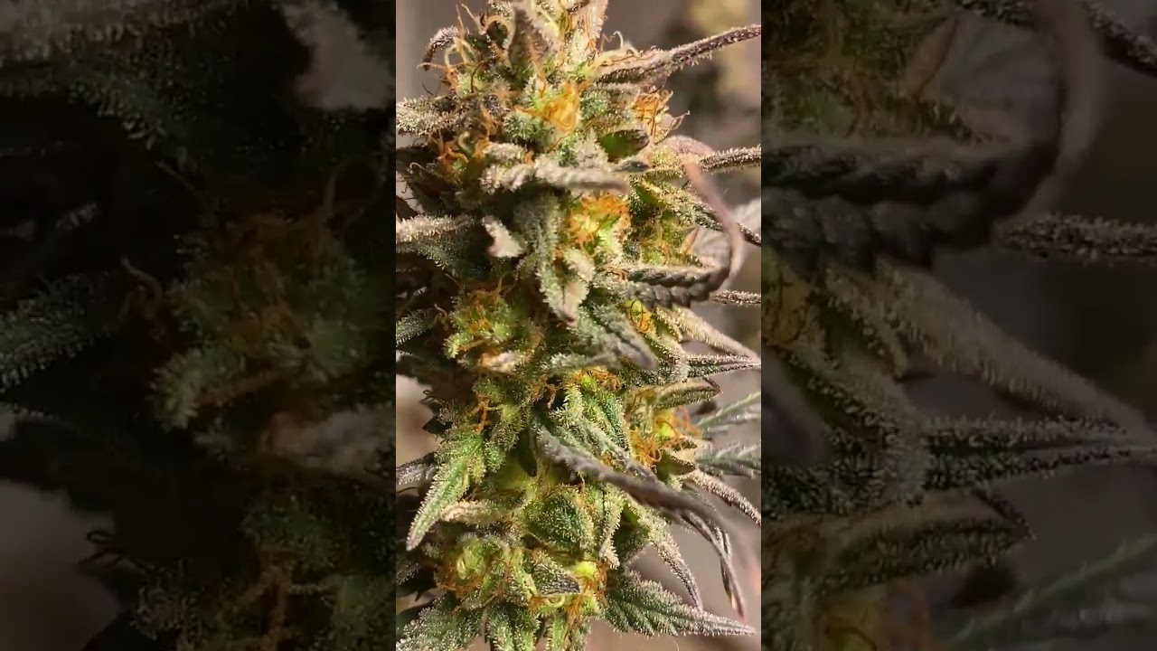 Almost harvest time day 60 of flower Lemon cake and lemon Jeffery🔥🍃🌲