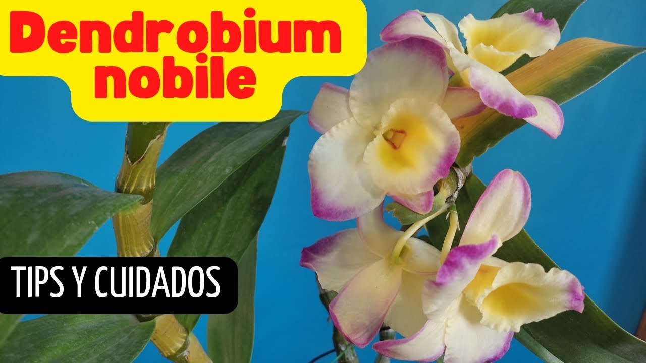 Дендробиум Нобиле Ямамото, советы и уход за ним