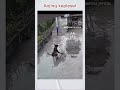 funny animals 2024 | funny dogs #funnyanimals #funnycatsanddogs #ytshorts
