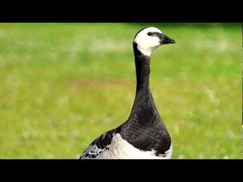 Video: The barnacle goose is a bird from the Red Book