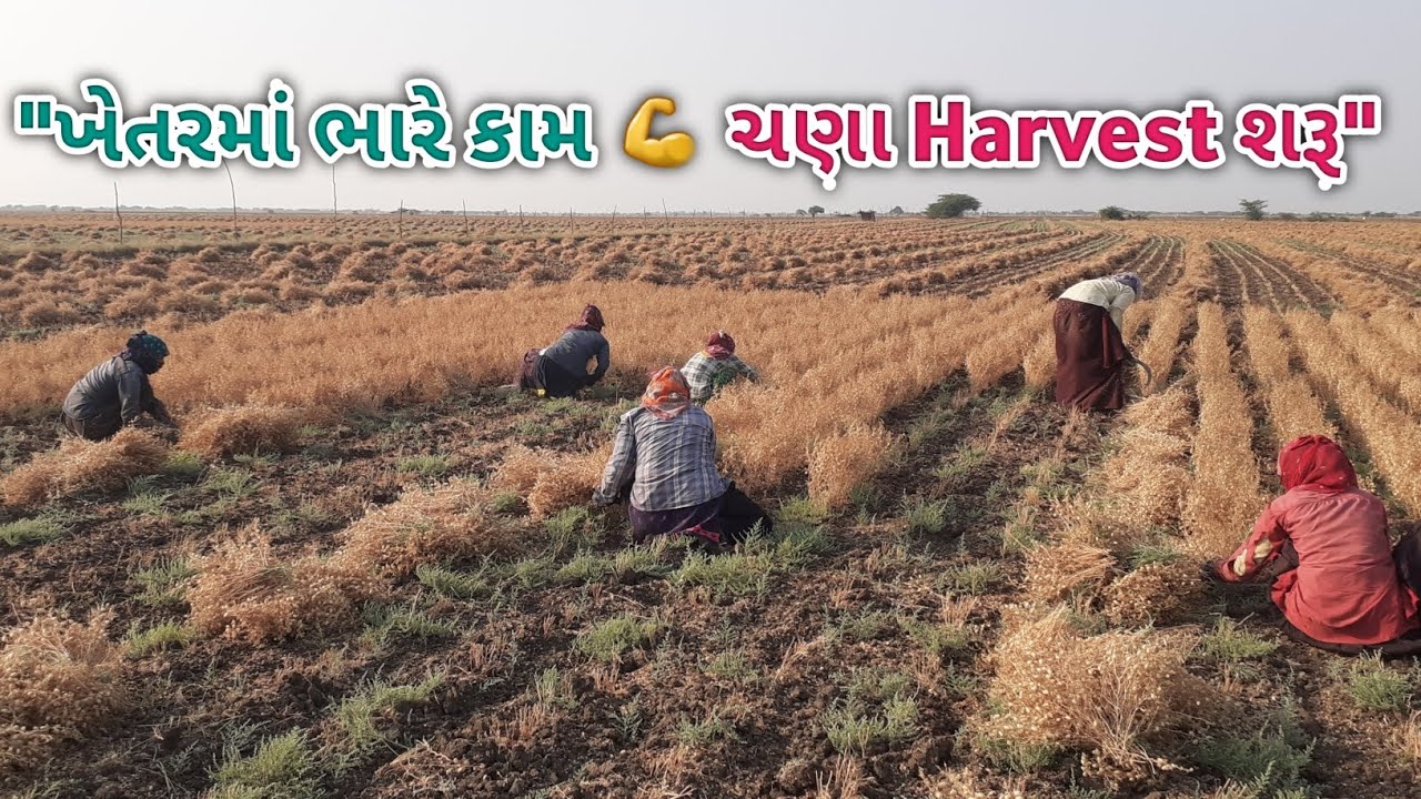 ગામડાનું જીવન 🌾 | ચણા પકી જતા મજૂરો સાથે ચણા વાઢવાનું કામ | Chana Harvest Vlog 2026