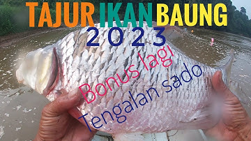 tajur baung 2023 ada bonus lagi tengalan sado