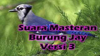 Download Suara Masteran Burung Jay Versi 3