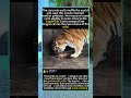 This Is What Happens When a Tiger Gives Birth (Shocking Footage)#RawNature #UntamedWildlife