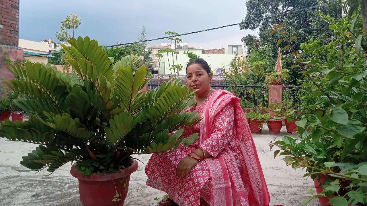 Zamia Furfuracea how to plant and culture it in your terrace garden.