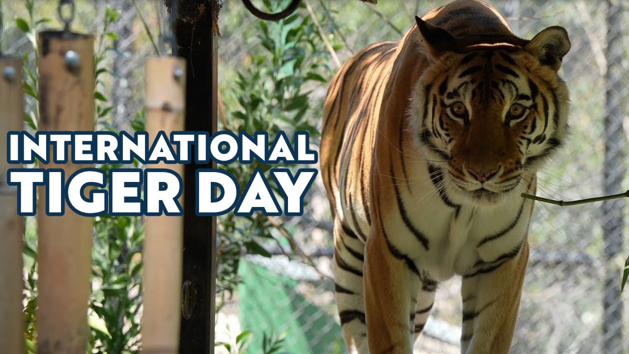 International Tiger Day - YouTube