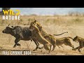 WILD SAVANNAH   Stories of Africa s Fiercest Predators   Animal documentary | Earth Wild