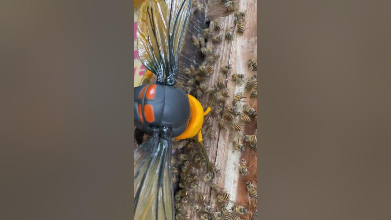 The giant hornet model is attacking beehive box! Oh my god! #beekeeping ... Biology Diagrams