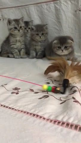 You won't believe rare cats. Funny little kittens playing. pretty cats