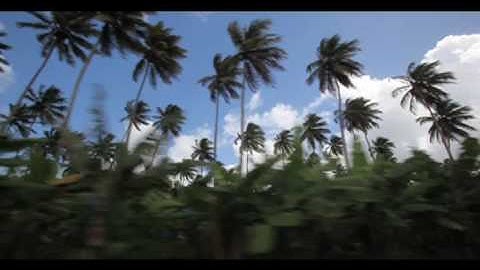 Dominica: The Whale-Friendly Island