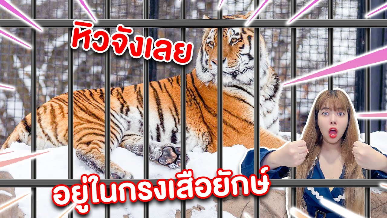 ติดต่อfacebook New 2022 ให้อาหารเสือยักษ์ ในกรง จะรอดมั้ย ?