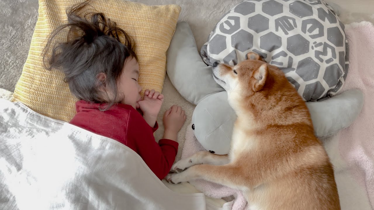 日本庭園にヒヨコと柴犬♪♪