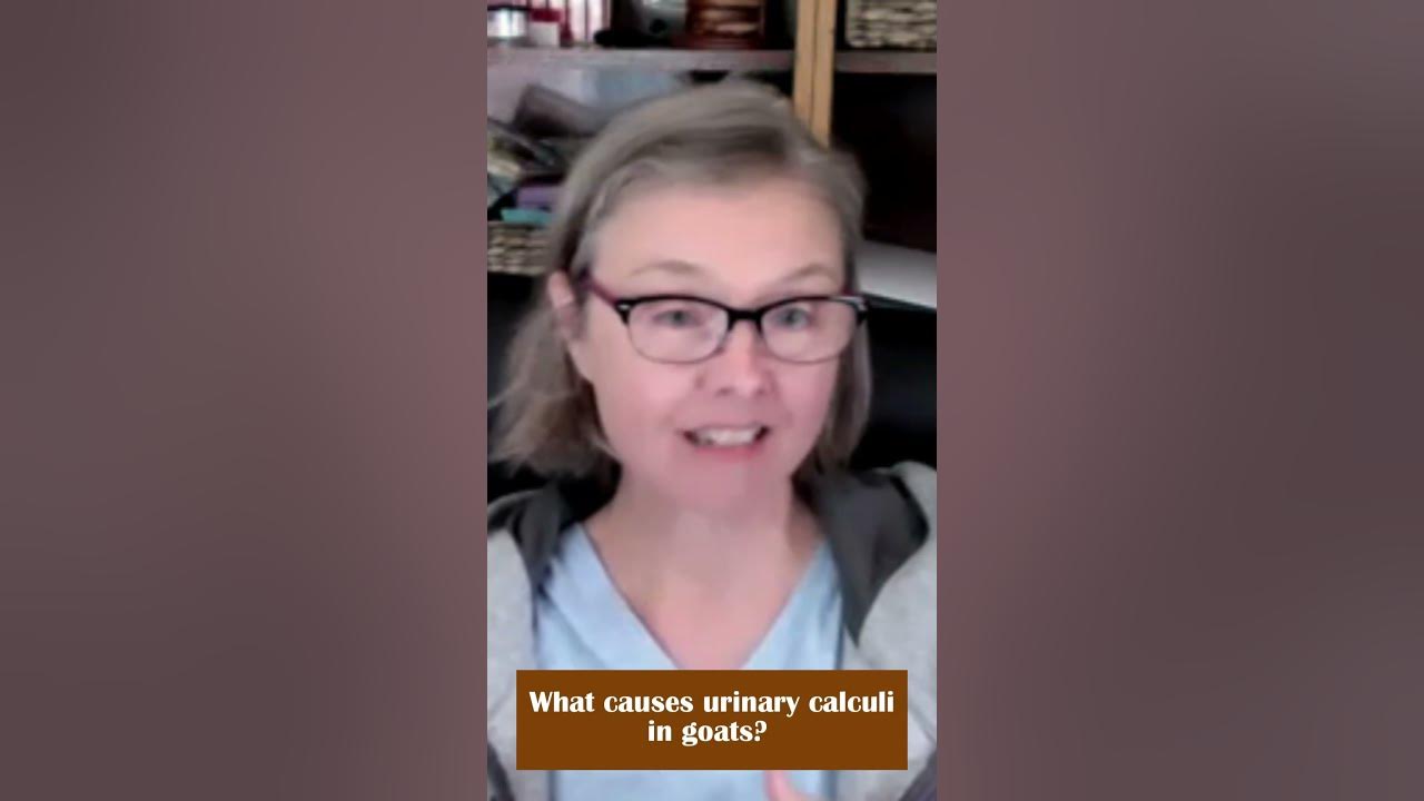 What causes urinary calculi in goats? YouTube