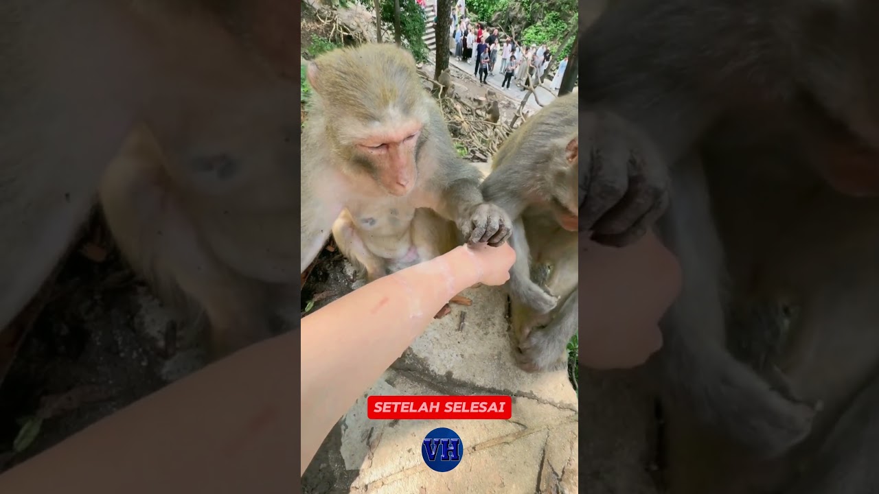 Setelah Bantu Cabut Kayu, Monyet Ini Buang Uang dan Minta Roti 