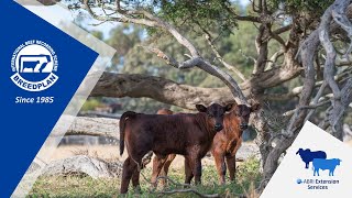 A BREEDPLAN Guide to Interpreting EBVs Promo