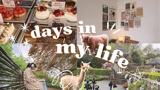 days in my life in scotland VLOG🦙🍰 | alpacas, pollock park & more